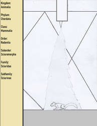 Subfamily - Sciurinae