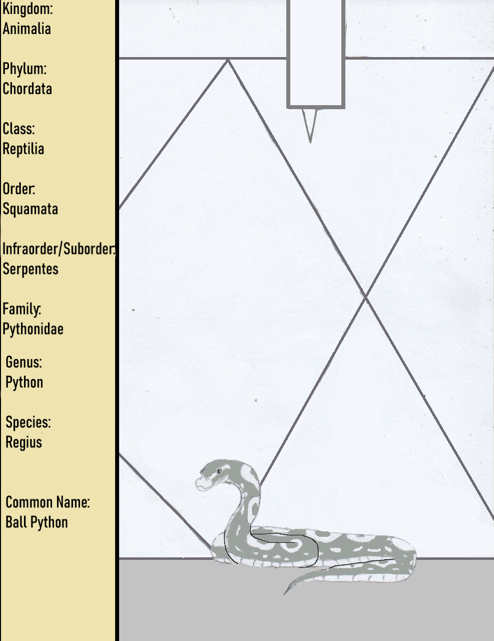Python Devintart Species - Regius - Ball Python by goodtimesroll44 on DeviantArt
