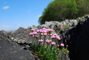 Some flowers at a seaside in Western Scotland