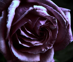 Purple Rose