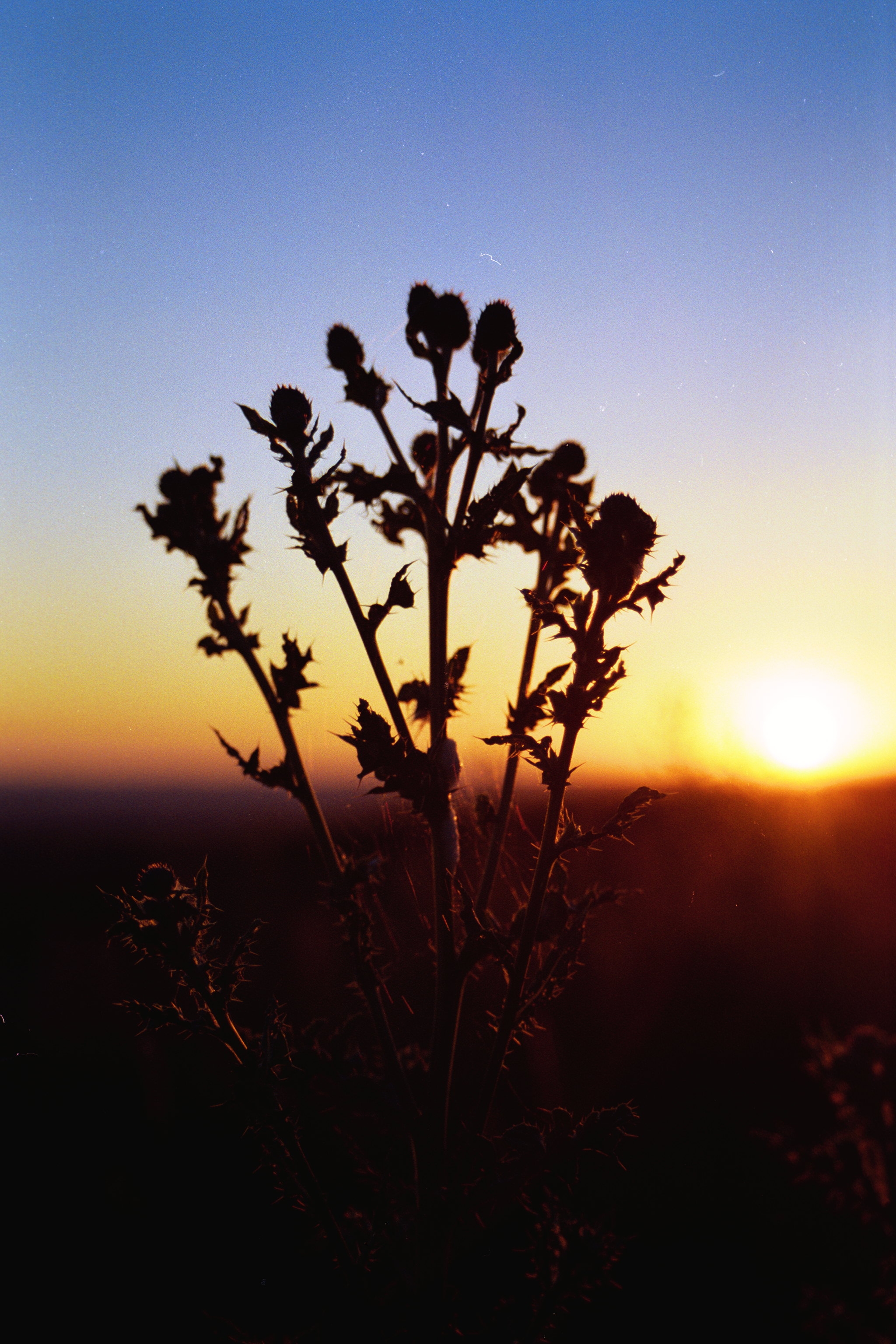 Scottish Thistle