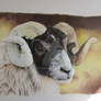 Sheep16