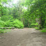 Tracks Through the Woods