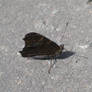 Butterfly Close-up side view