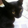 My cat 2