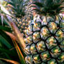 The beauty of Pineapple