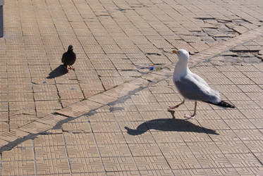 Pigeon vs Seagull