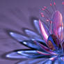 Aquarius Flower