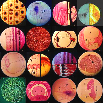 Biology is Beautiful.