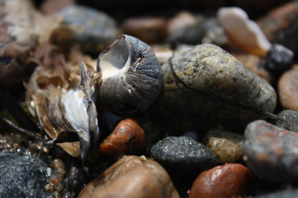 rocky shell by nadezhda20 on DeviantArt