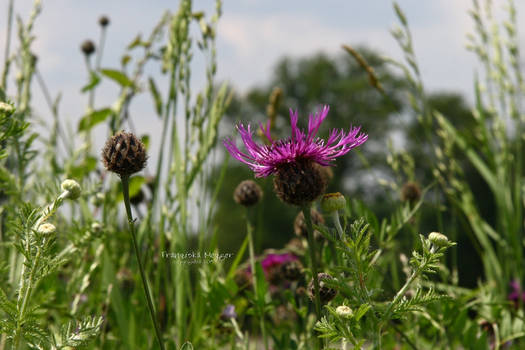 lovely thistle