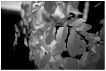 infrared leaves