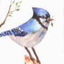 . Old Blue Jay