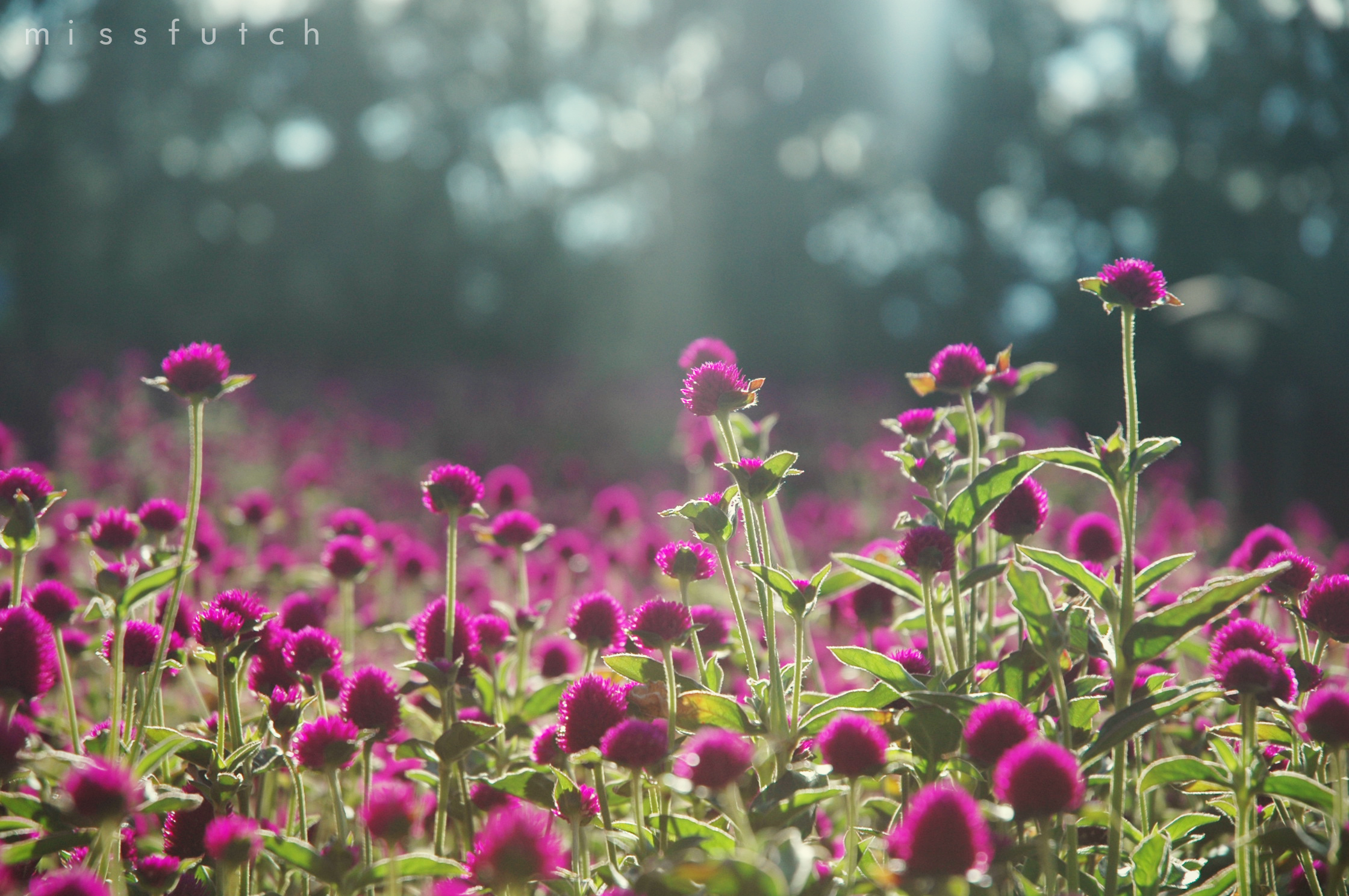 Last Day's flowers