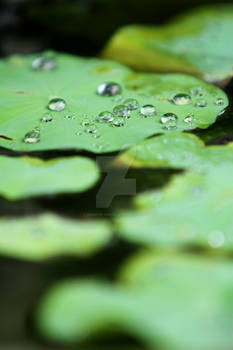 Lotus leaf