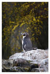 Penguin and Blossom by OrcOPhoto