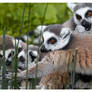 Ring-Tailed Lemur Gang