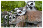 Ring-Tailed Lemur Gang by OrcOPhoto