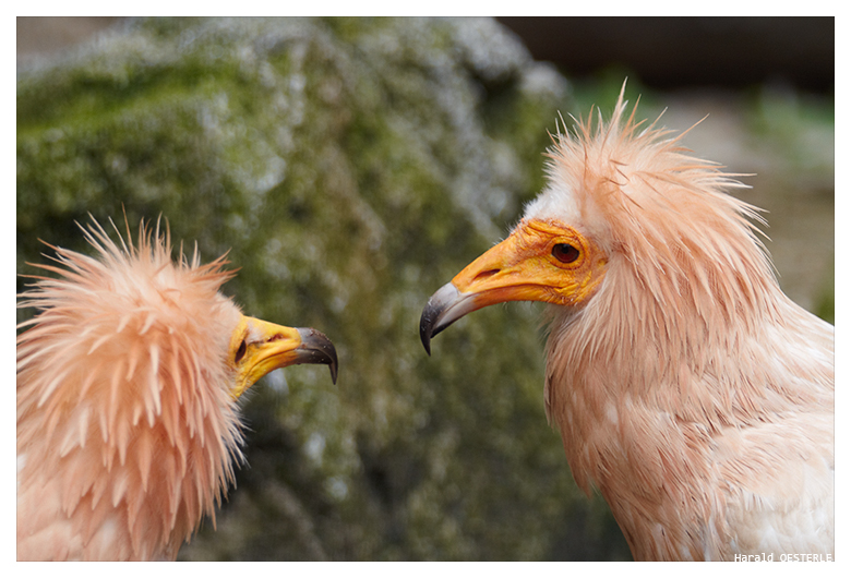 Egyptian Vulture 1