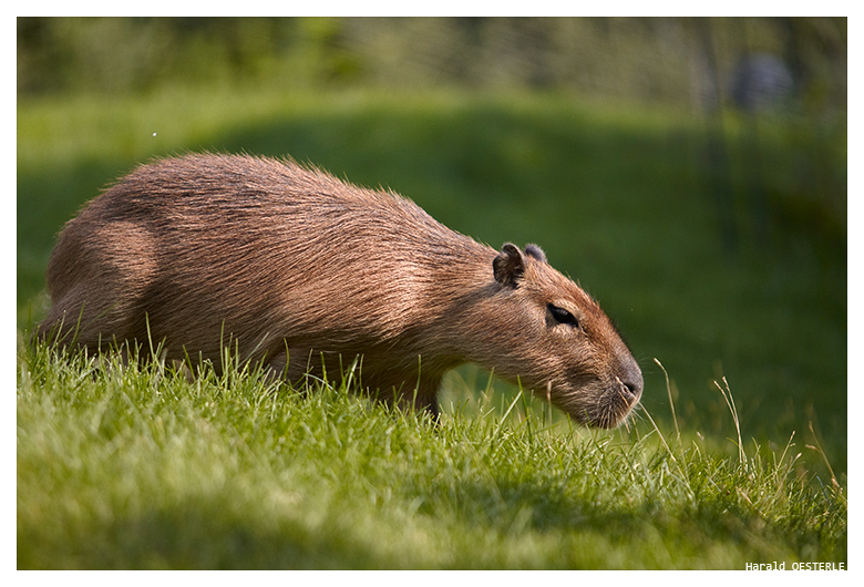 Capybara 3