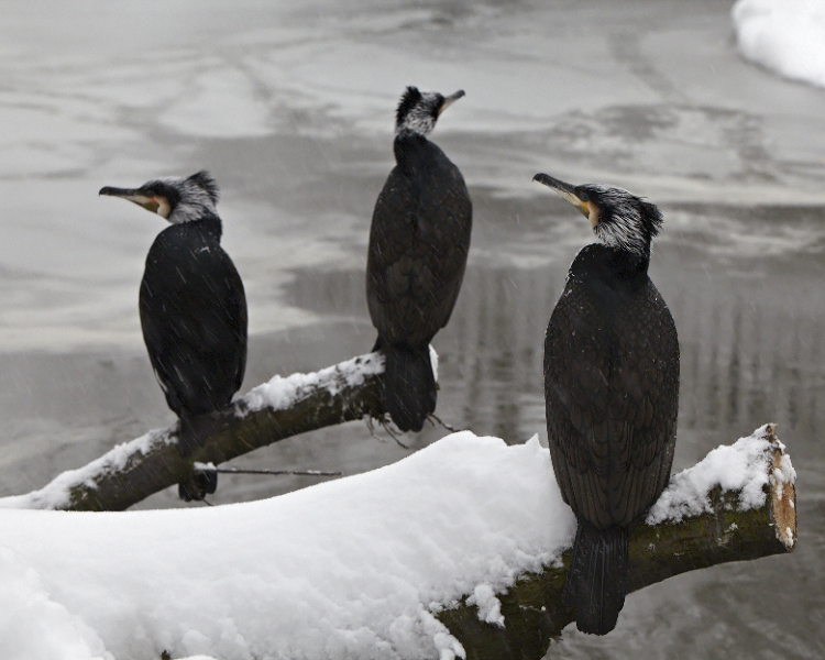 Cormorant Gang