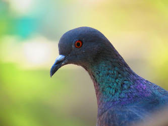 Indian Pigeon