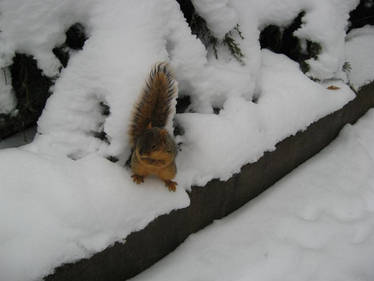 Desperate Squirrel