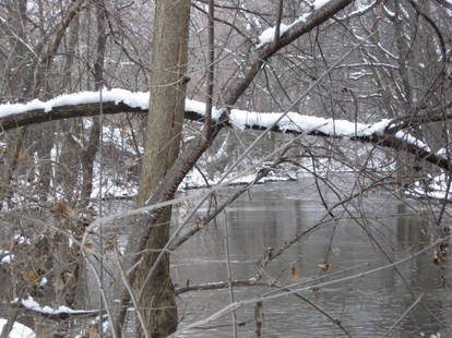 Snowy Branch