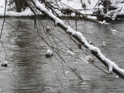 Iced Branches