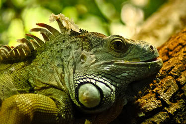 Iguana