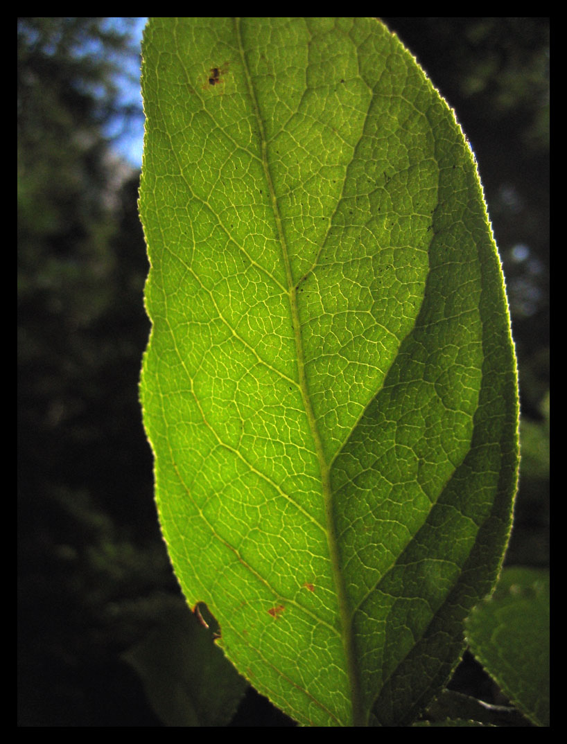 neon leaf