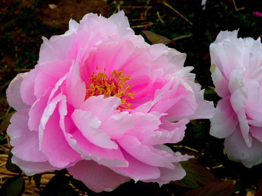 Botan by Asmo-chan on DeviantArt