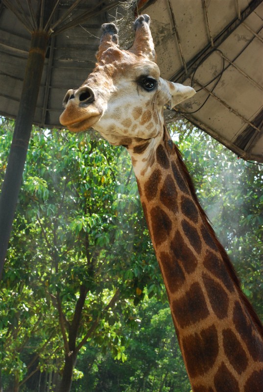 Giraffe