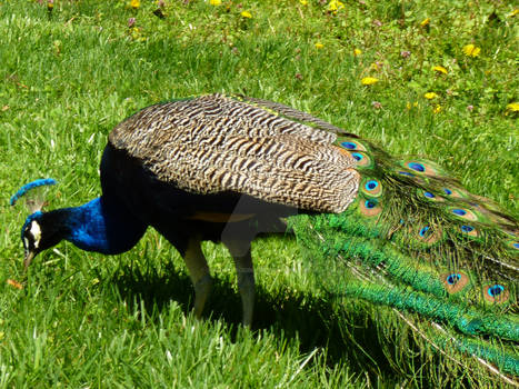 Pet Peacock