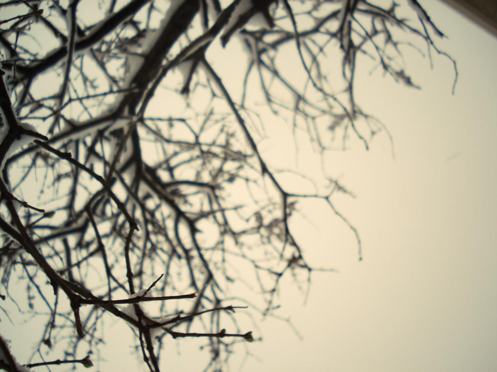 branches