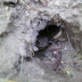 froggy in the hole