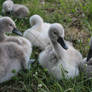 Swan family 07 - Huey, Dewey, and Louie