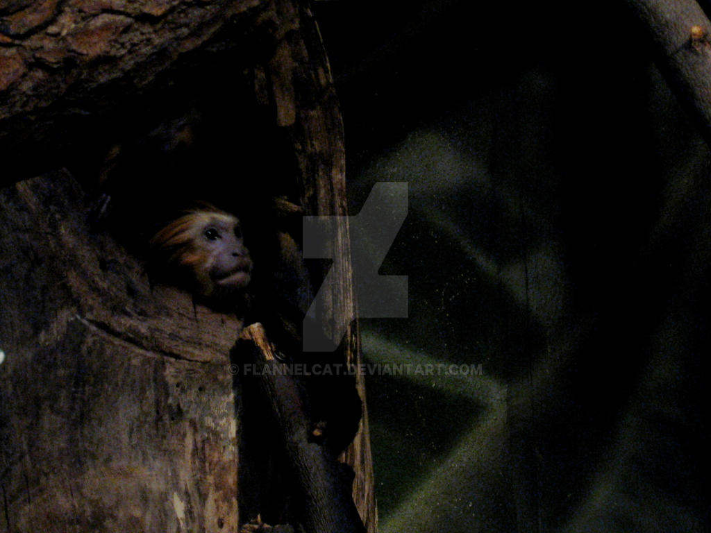 Freaky Monkey by flannelcat on DeviantArt