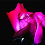 Beauty Against Black