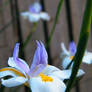 Brisbane's Lilys in Spring