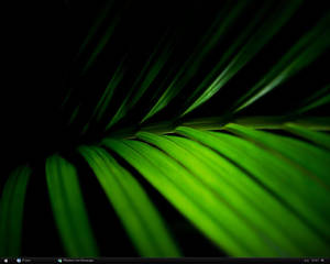 M3 Desktop - palm leaf