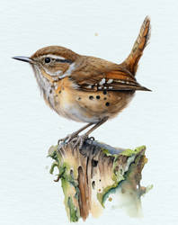 Carolina Wren