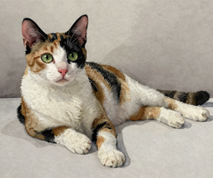 Domestic Calico Cat