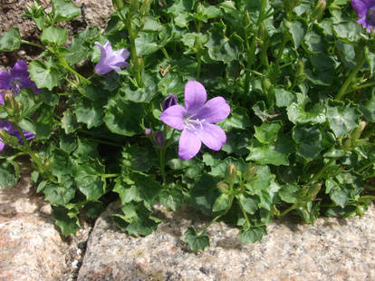 Spring by the sea