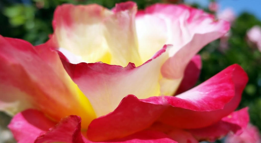 Springtime Rose blooms by hagendesigns on DeviantArt