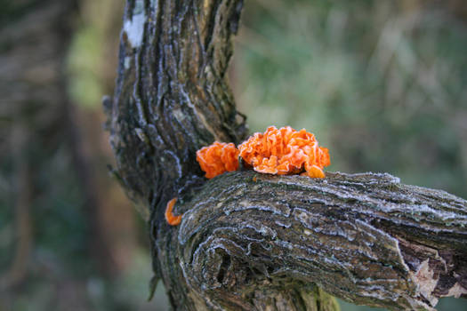 Yellow Brain Fungus