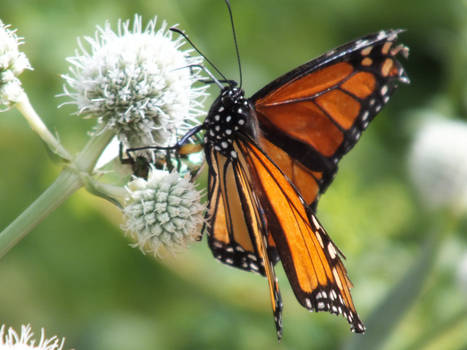 Monarch Butterfly