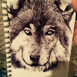 Wolf