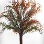 Maple Tree       Erable