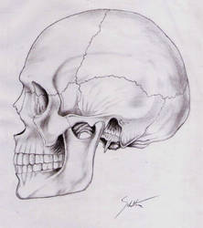 anatomy studing,skull